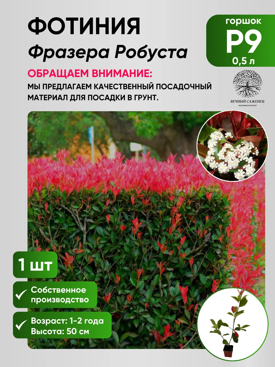 Фотиния Фразера Робуста