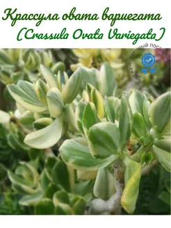 Крассула овата вариегата (Crassula Ovata Variegata) Цветочный склад 284733275 купить за 577 ₽ в интернет-магазине Wildberries