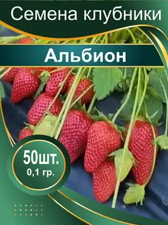 Семена клубники Альбион Семена 285451085 купить за 260 ₽ в интернет-магазине Wildberries