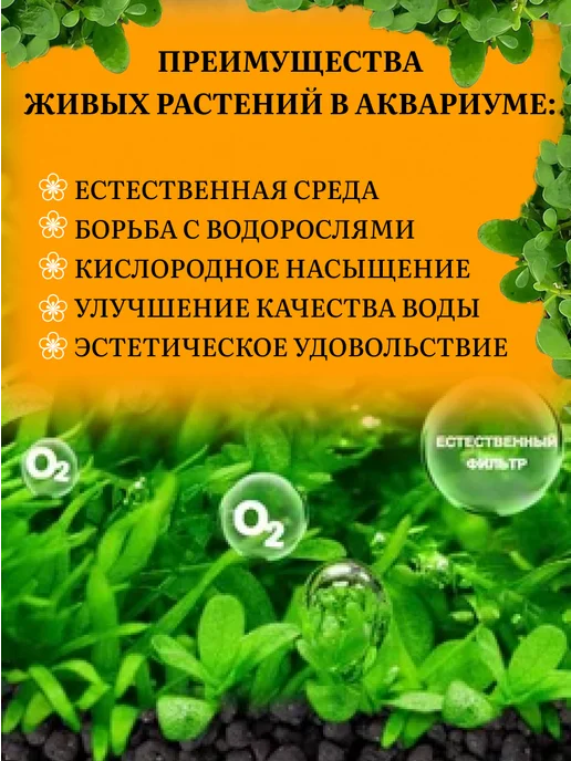 MERIEM Семена растений для аквариума "Glossostigma elatinoides", коричневый, фото 2