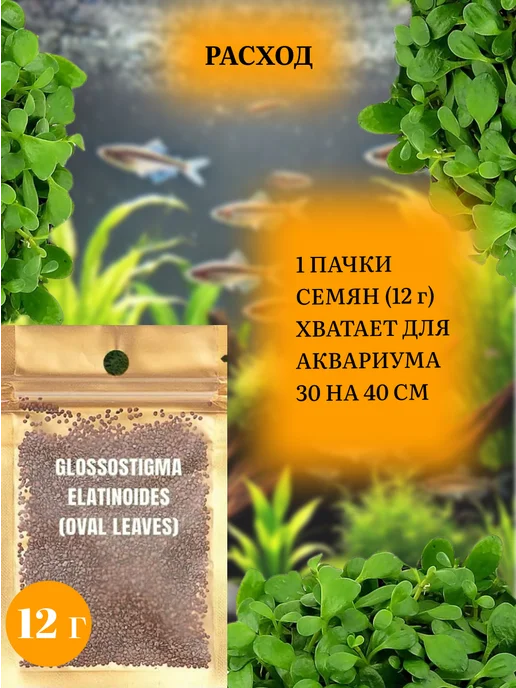 MERIEM Семена растений для аквариума "Glossostigma elatinoides", коричневый, фото 3
