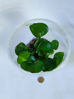 Водяной гиацинт крупный (эйхорния) 1 куст. Aqua_Plants 286569869 купить за 345 ₽ в интернет-магазине Wildberries