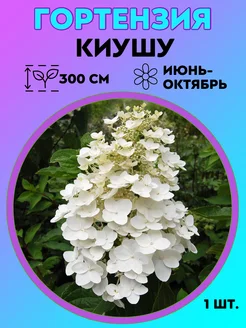 Гортензия метельчатая Киушу, саженец 1 штука Magic Blooming Garden 287150070 купить за 382 ₽ в интернет-магазине Wildberries