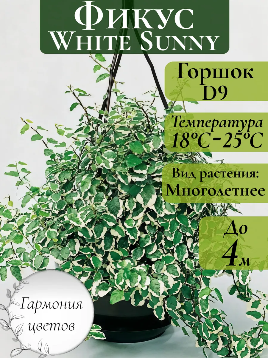 Фикус Пумила...