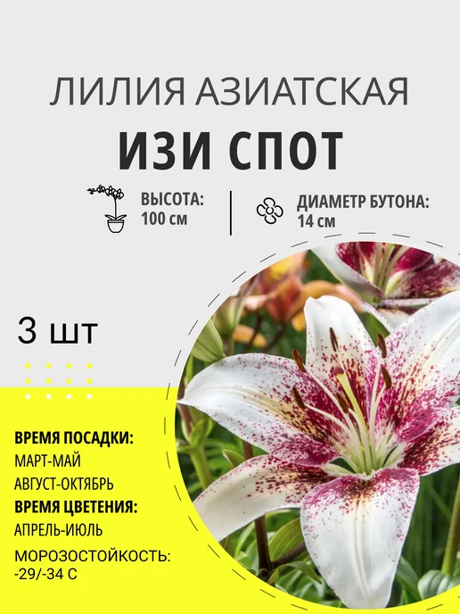 Растишка Луковицы лилии азиатской Изи Спот, многолетние цветы, 3 шт