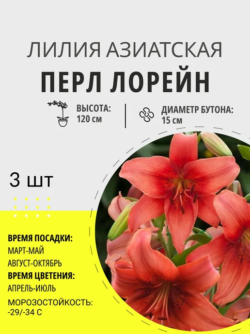 Растишка Луковицы лилии азиатской Перл Лорейн, многолетние цветы, 3 шт