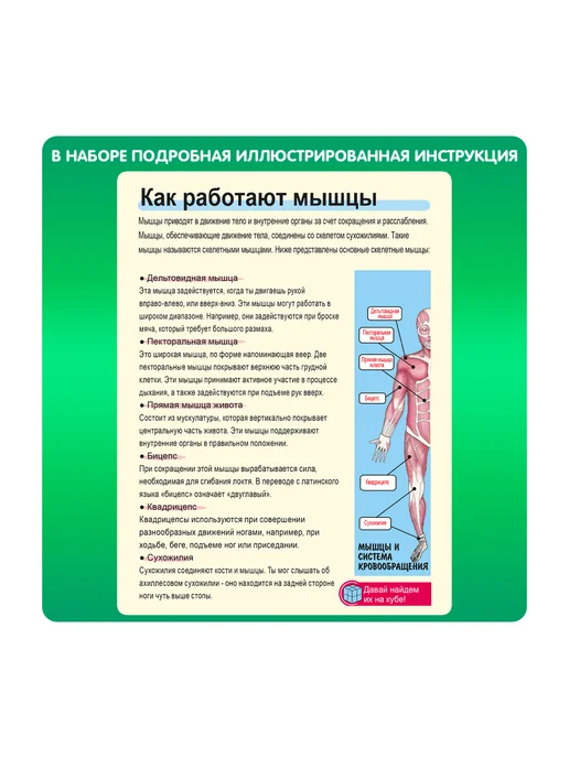 Bondibon Набор опытов для детей Познавательная анатомия, вариант, фото 4