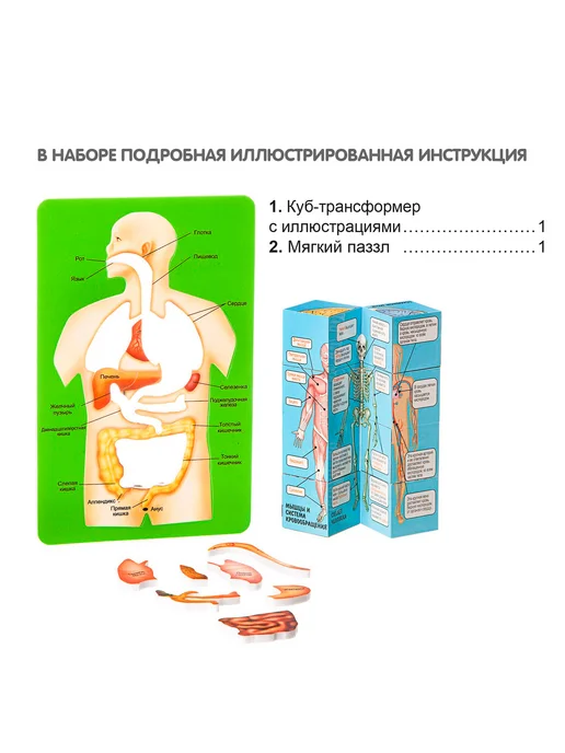 Bondibon Набор опытов для детей Познавательная анатомия, вариант, фото 7