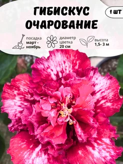 Гибискус саженец Очарование ОНЛАЙН САД 287891553 купить за 379 ₽ в интернет-магазине Wildberries