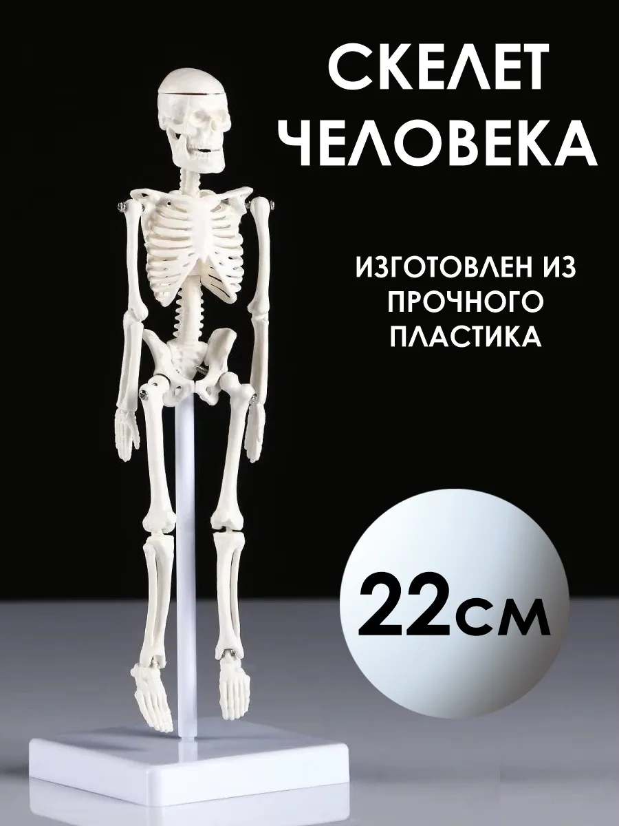 Макет скелет человека анатомический модель 22 см
