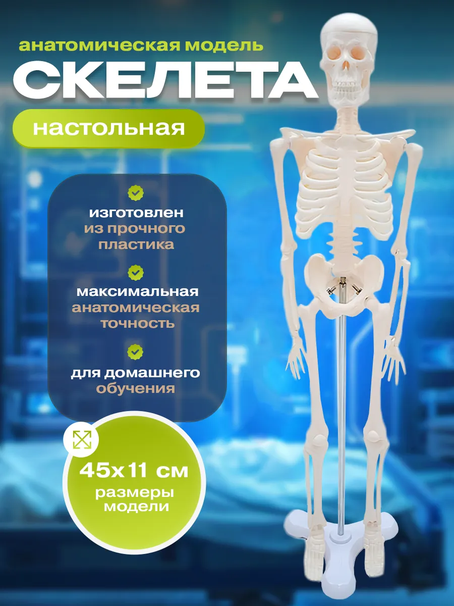 Анатомическая модель скелета человека на подставке 45 см
