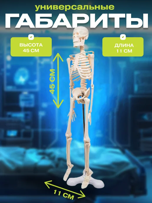 Anatomical Анатомическая модель скелета человека на подставке 45 см, скелета человека на подставке, фото 2