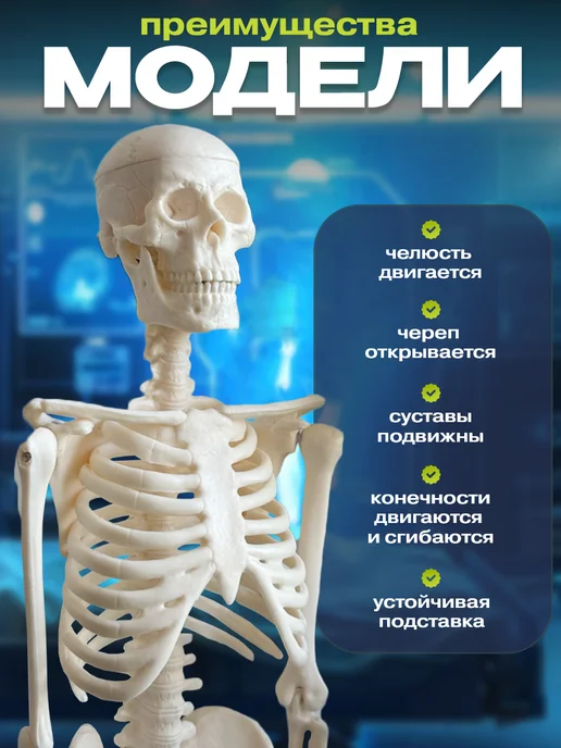 Anatomical Анатомическая модель скелета человека на подставке 45 см, скелета человека на подставке, фото 3