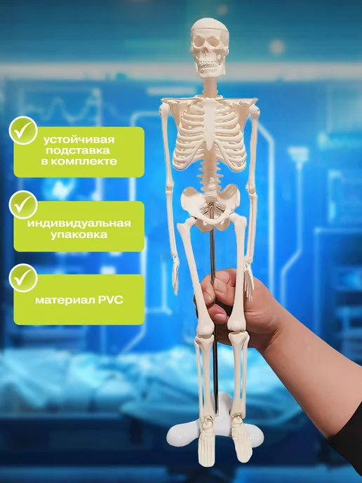 Anatomical Анатомическая модель скелета человека на подставке 45 см, скелета человека на подставке, фото 4