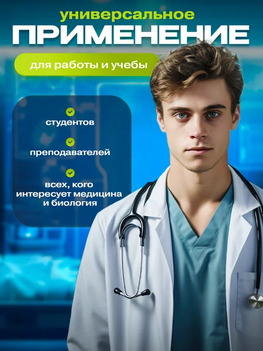 Anatomical Анатомическая модель скелета человека на подставке 45 см, скелета человека на подставке, фото 5