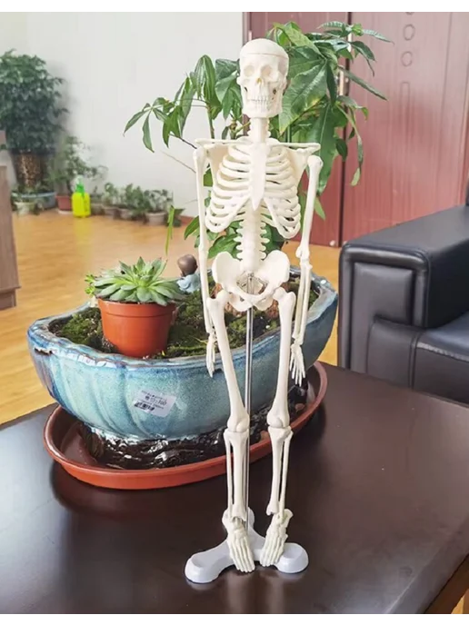 Anatomical Анатомическая модель скелета человека на подставке 45 см, скелета человека на подставке, фото 6