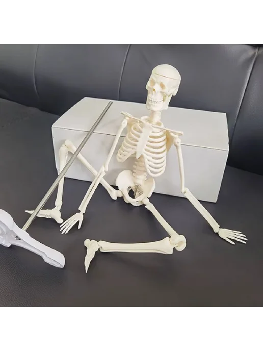 Anatomical Анатомическая модель скелета человека на подставке 45 см, скелета человека на подставке, фото 7