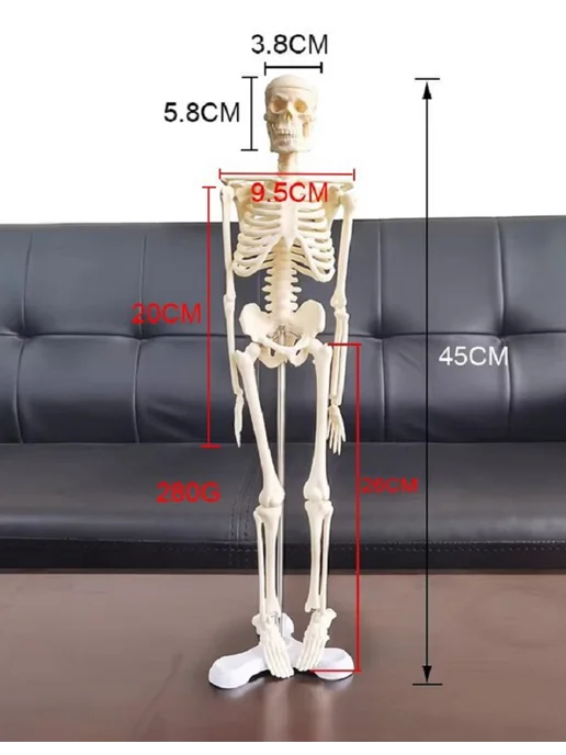 Anatomical Анатомическая модель скелета человека на подставке 45 см, скелета человека на подставке, фото 8