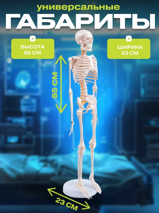 Anatomical Макет скелет человека анатомический модель 85 см, вариант, фото 2