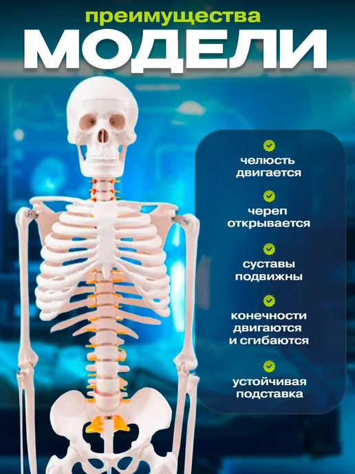 Anatomical Макет скелет человека анатомический модель 85 см, вариант, фото 3