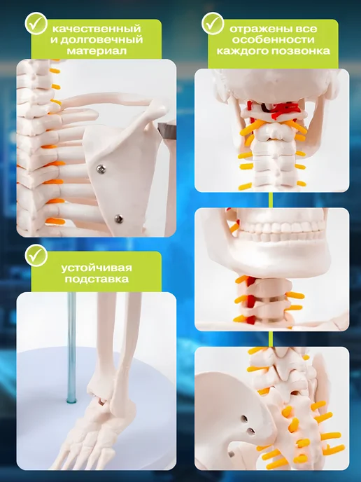 Anatomical Макет скелет человека анатомический модель 85 см, вариант, фото 4