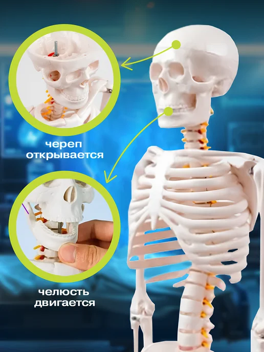 Anatomical Макет скелет человека анатомический модель 85 см, вариант, фото 5