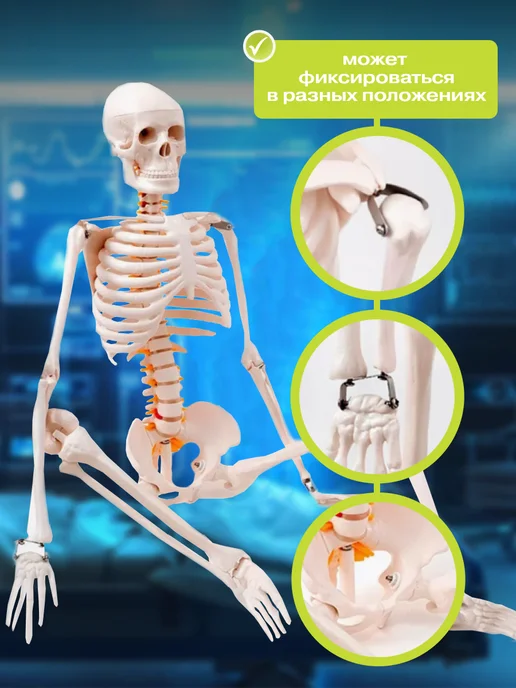 Anatomical Макет скелет человека анатомический модель 85 см, вариант, фото 7