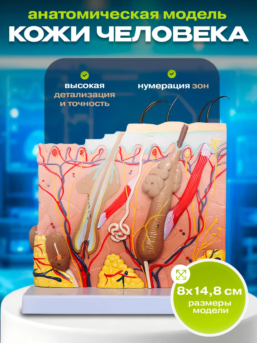 Анатомическая модель кожи человека
