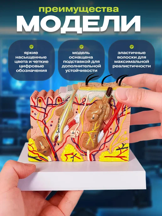 Anatomical Анатомическая модель кожи человека, вариант, фото 2