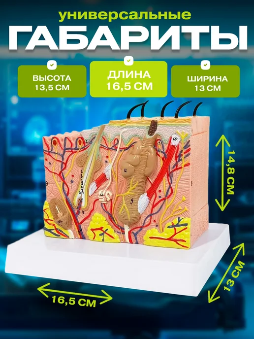 Anatomical Анатомическая модель кожи человека, вариант, фото 3