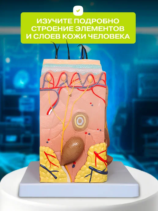 Anatomical Анатомическая модель кожи человека, вариант, фото 4