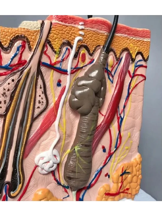 Anatomical Анатомическая модель кожи человека, вариант, фото 7