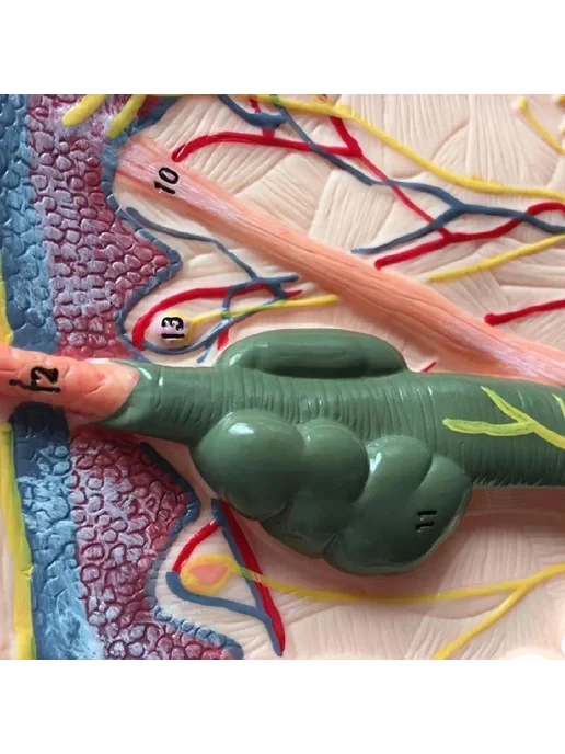 Anatomical Анатомическая модель кожи человека, вариант, фото 8