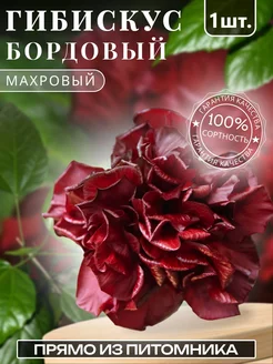 Гибискус саженец садовый Бордовый махровый Крымский сад 288011914 купить за 428 ₽ в интернет-магазине Wildberries