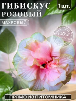Гибискус саженец садовый Розовый махровый Крымский сад 288032027 купить за 417 ₽ в интернет-магазине Wildberries