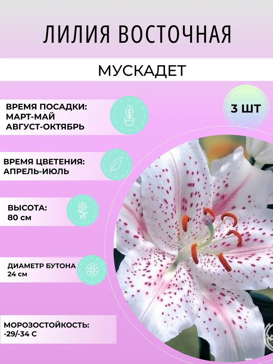 Лилия многолетняя восточная Мускадет, луковицы 3 шт
