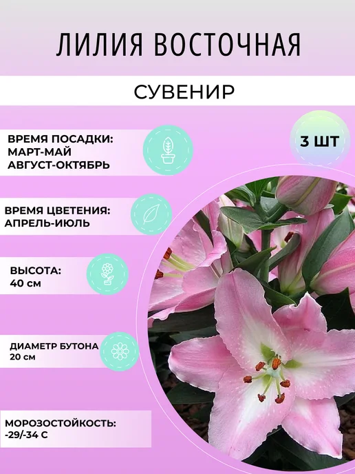 УРОЖАЙНЫЙ САД Лилия многолетняя восточная Сувенир, луковицы 3 шт, 3 шт