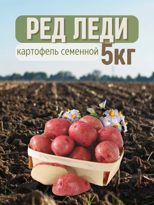Семенной Картофель Ред Леди 5 кг, 5 кг