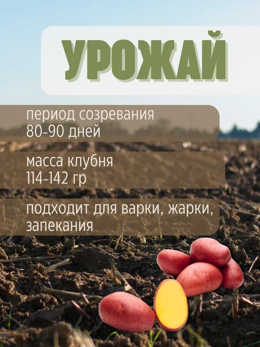 Семенной Картофель Ред Леди 5 кг, 5 кг, фото 3