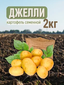 Семенной Картофель Джелли 2 кг Картофель 21 288955478 купить за 332 ₽ в интернет-магазине Wildberries