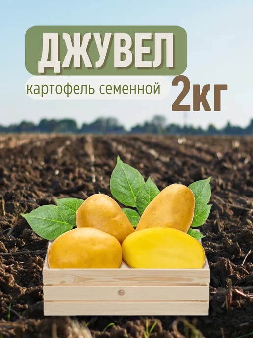 Семенной Картофель Джувел 2 кг, 2 кг