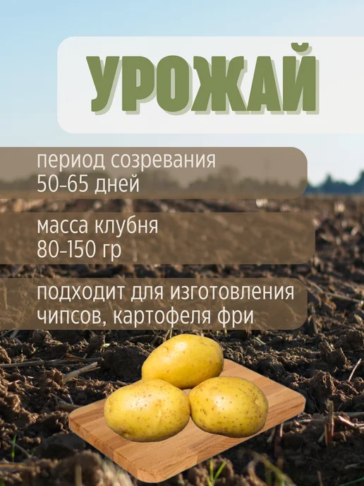 Семенной Картофель Джувел 2 кг, 2 кг, фото 3