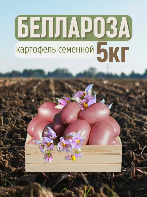 Семенной Картофель Джувел 2 кг, 5 кг