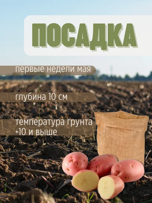 Семенной Картофель Джувел 2 кг, 5 кг, фото 3