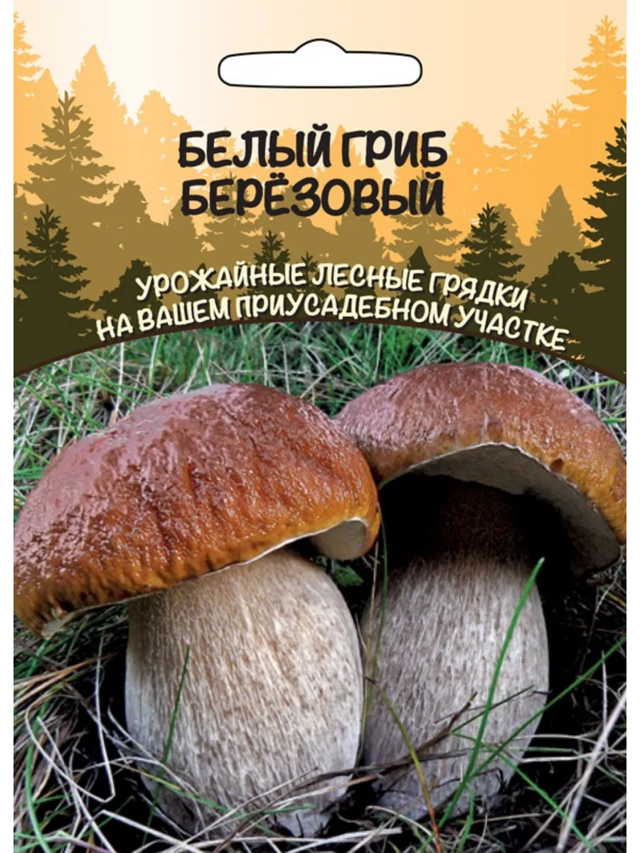 .Грибы Белый гриб Березовый