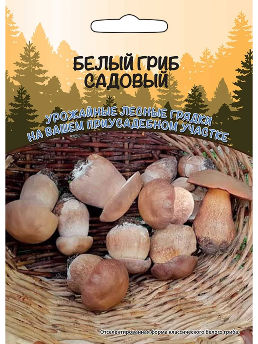 Грибы Белый гриб Садовый