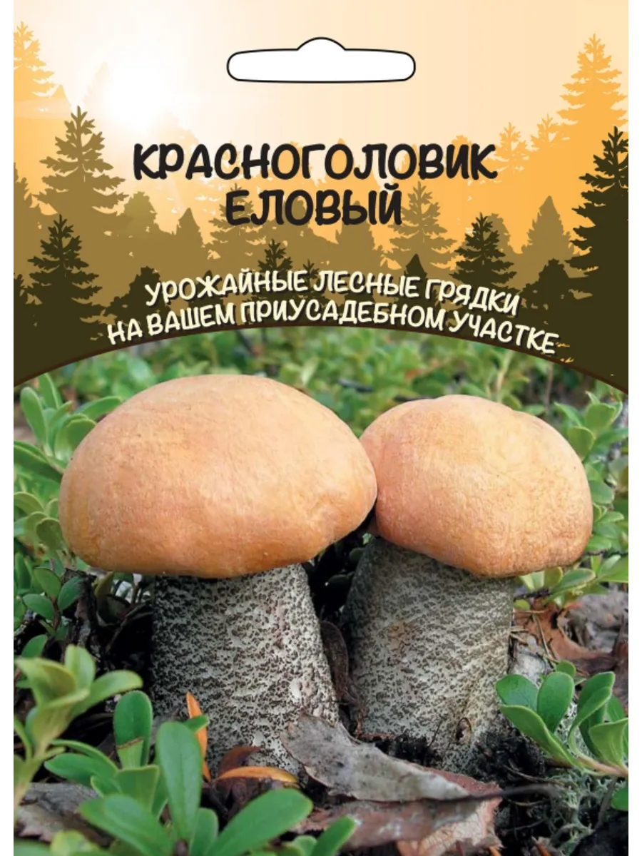 .Грибы Красноголовик Еловый