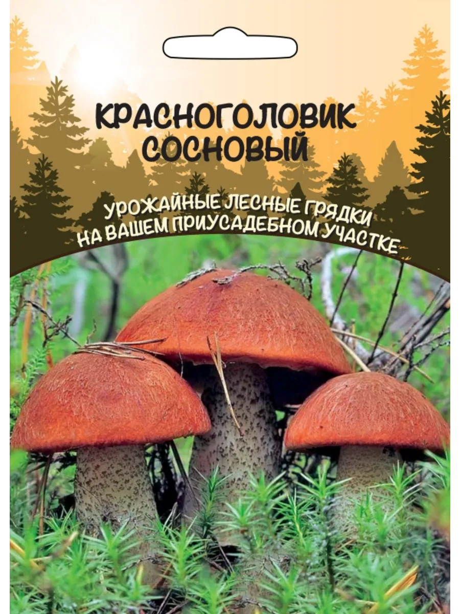.Грибы Красноголовик Сосновый