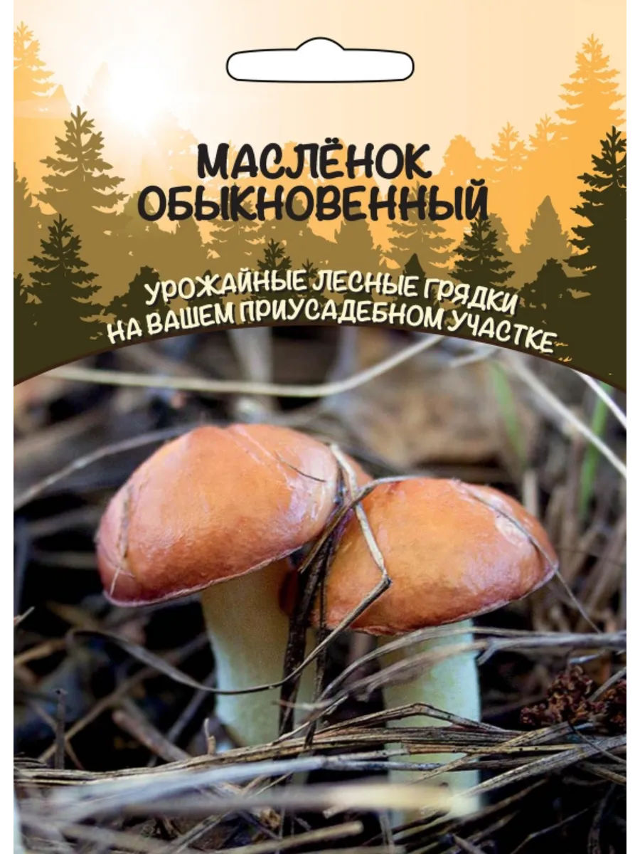 .Грибы Масленок Обыкновенный
