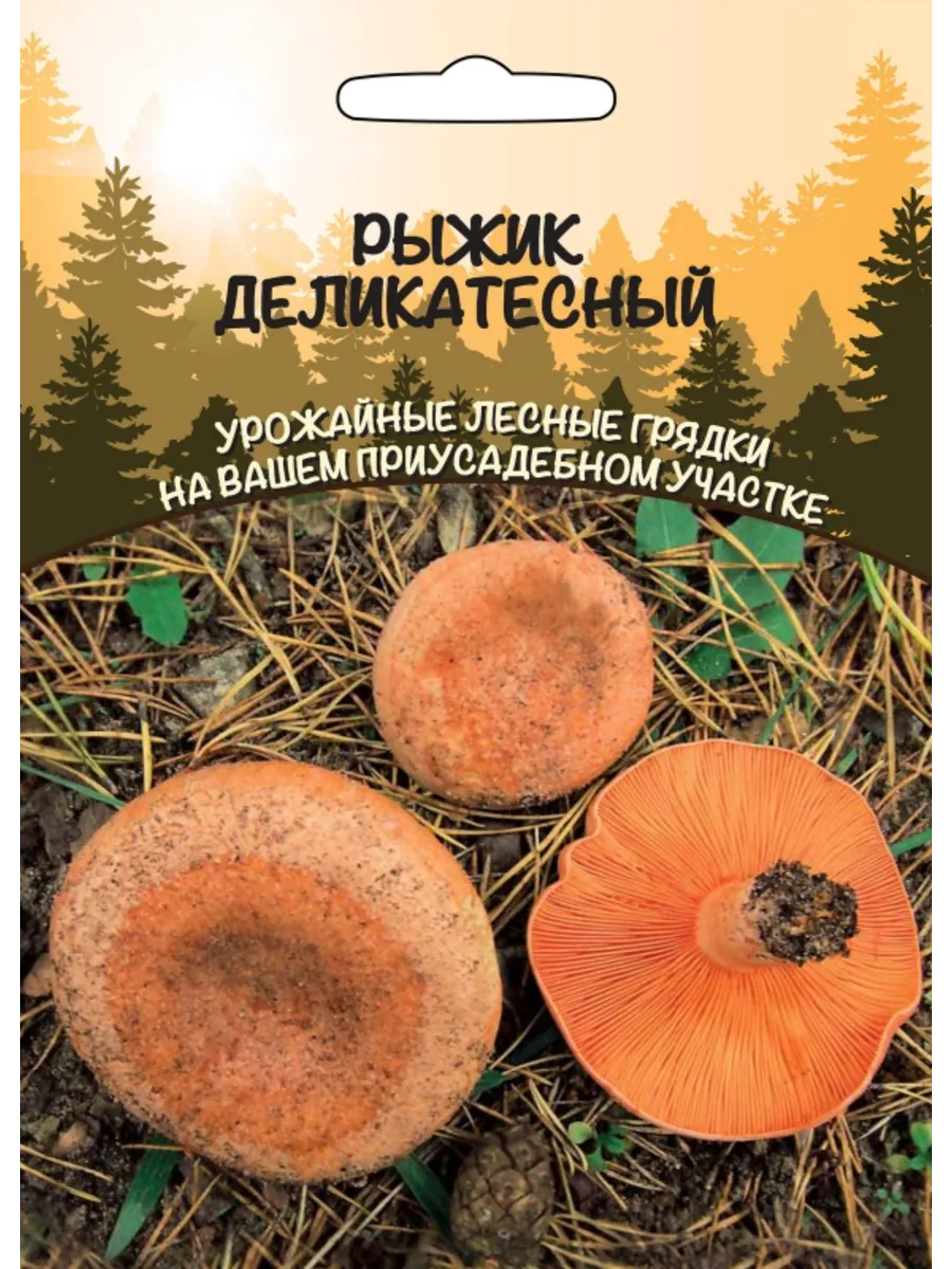 Грибы Рыжик Деликатесный
